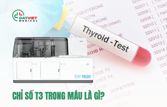 chỉ số t3 trong máu là gì